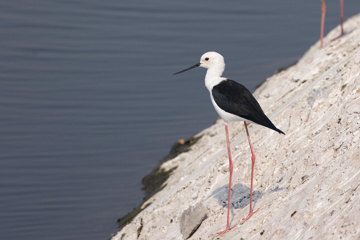 Black-winged Stilt - ML645831504