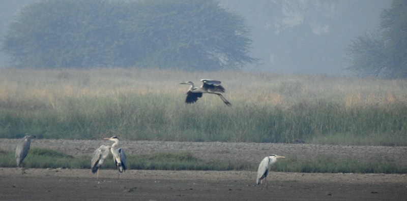 Gray Heron - ML645831505