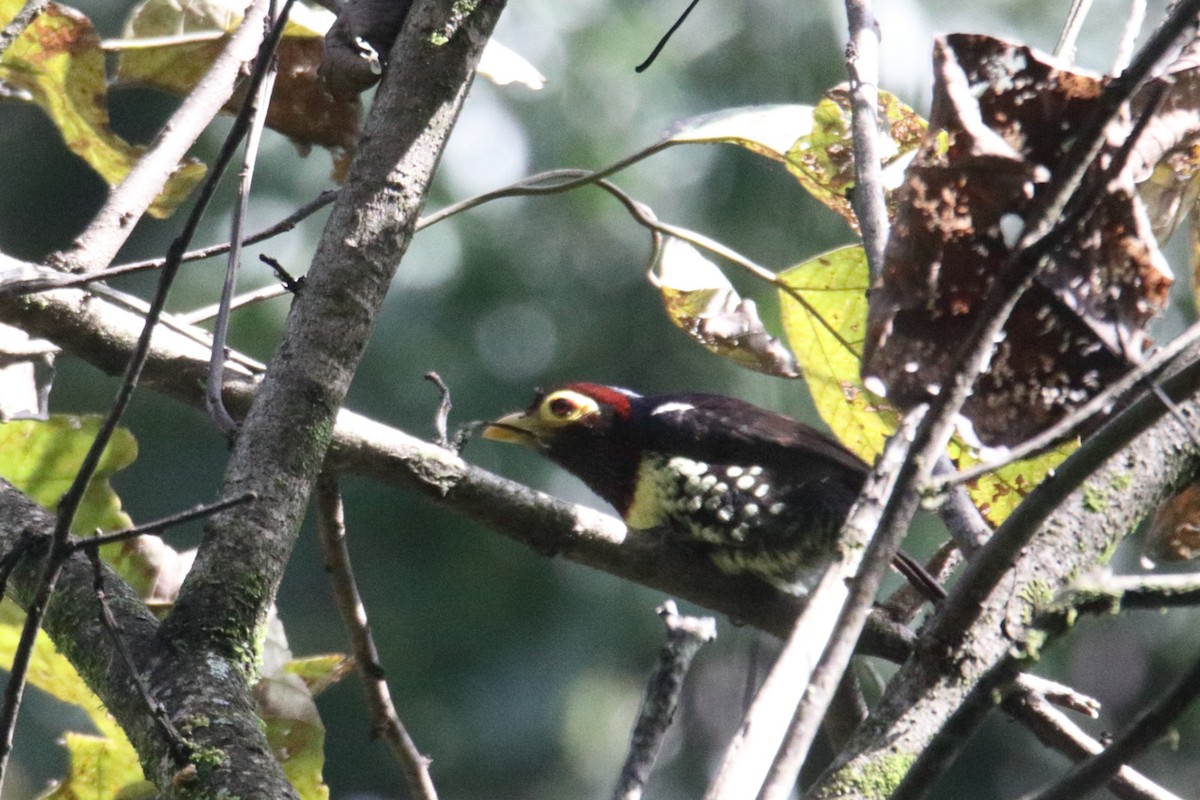 Eastern Yellow-billed Barbet - ML645831506