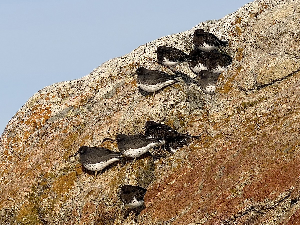 Surfbird - ML645831507