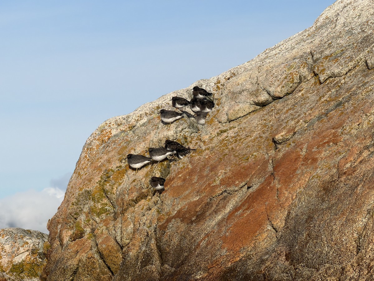 Surfbird - ML645831508