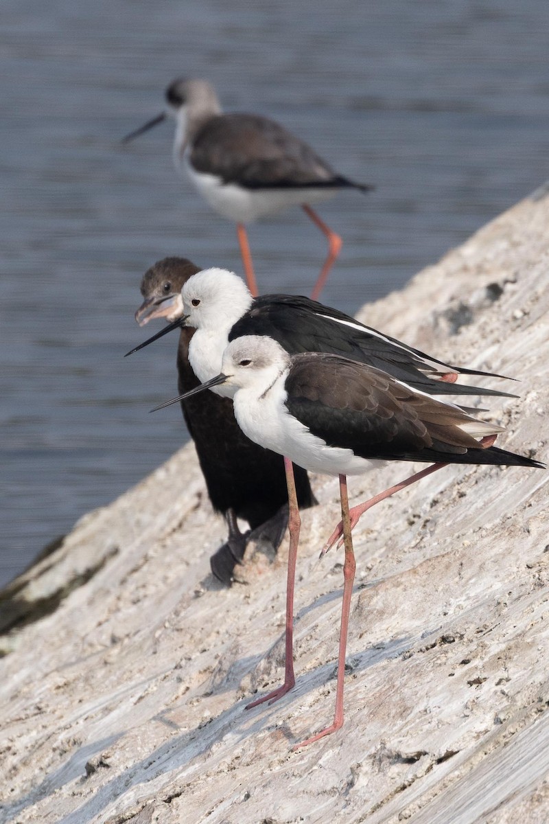 Black-winged Stilt - ML645831509