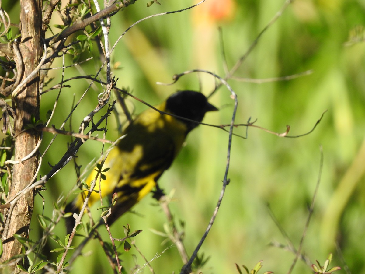 Hooded Siskin - ML645831511