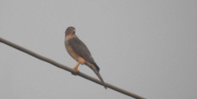 Shikra - ML645831513