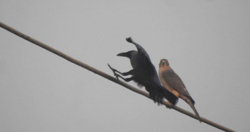 Shikra - ML645831514