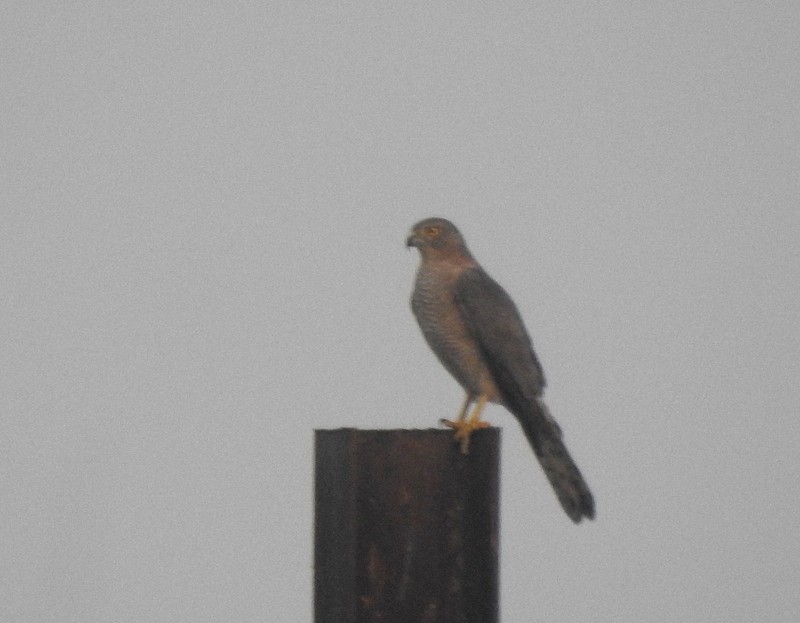 Shikra - ML645831515