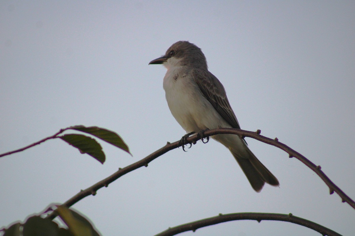 Gray Kingbird - ML645831516
