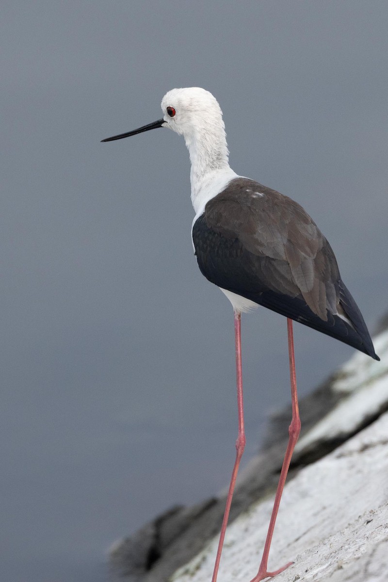 Black-winged Stilt - ML645831518