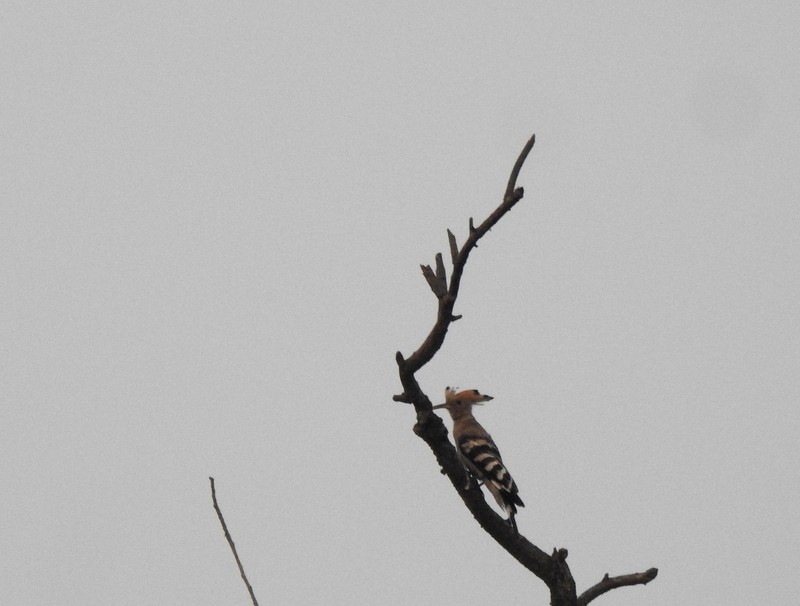 Common Hoopoe - ML645831519