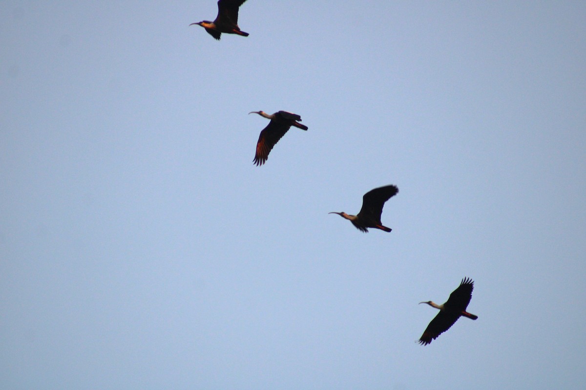 Buff-necked Ibis - ML645831520