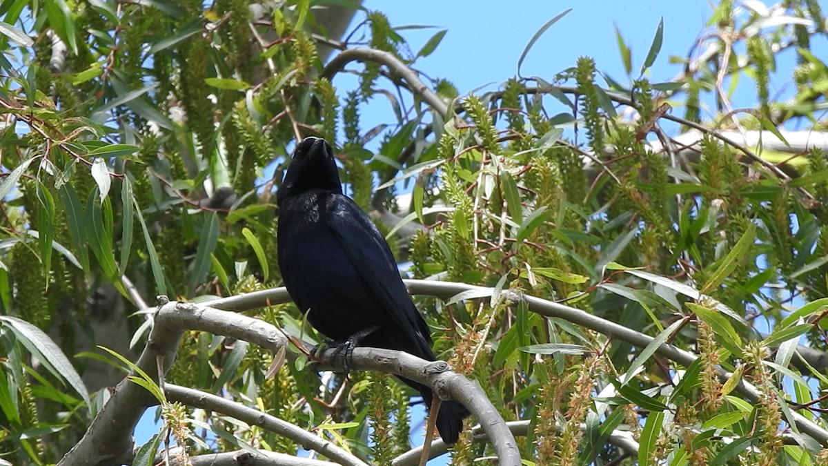 Shiny Cowbird - ML645831521