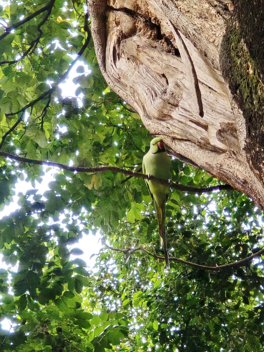 alexandr malý - ML645831522