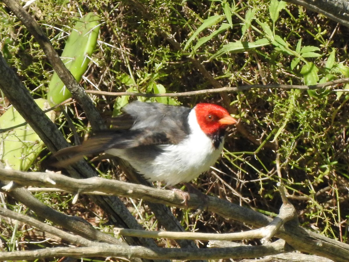 Yellow-billed Cardinal - ML645831523
