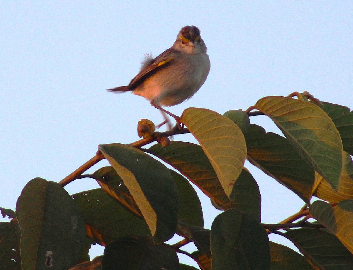 Grassland Sparrow - ML645831524