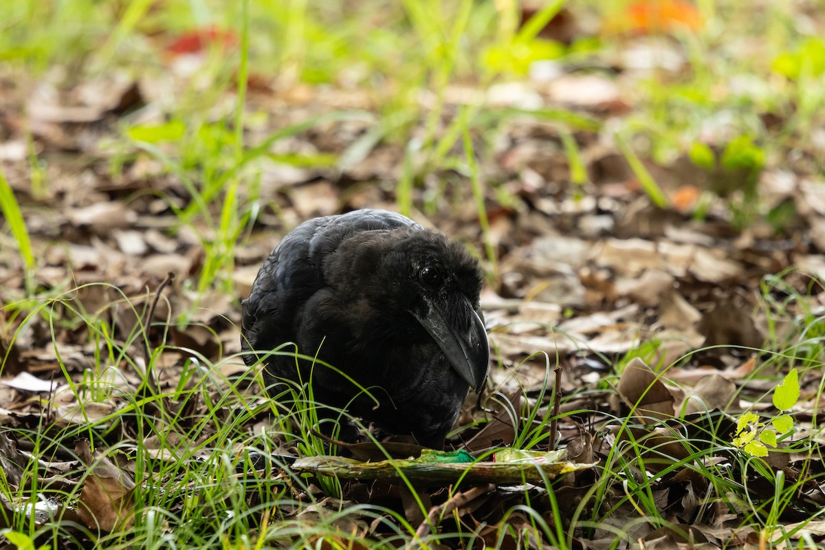 Large-billed Crow (Large-billed) - ML645831531