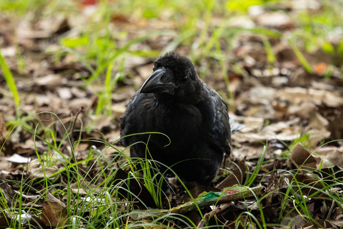Large-billed Crow (Large-billed) - ML645831532