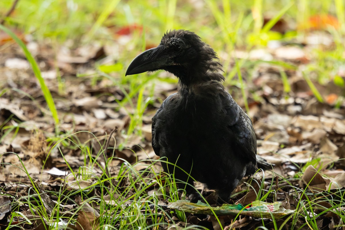 Large-billed Crow (Large-billed) - ML645831534