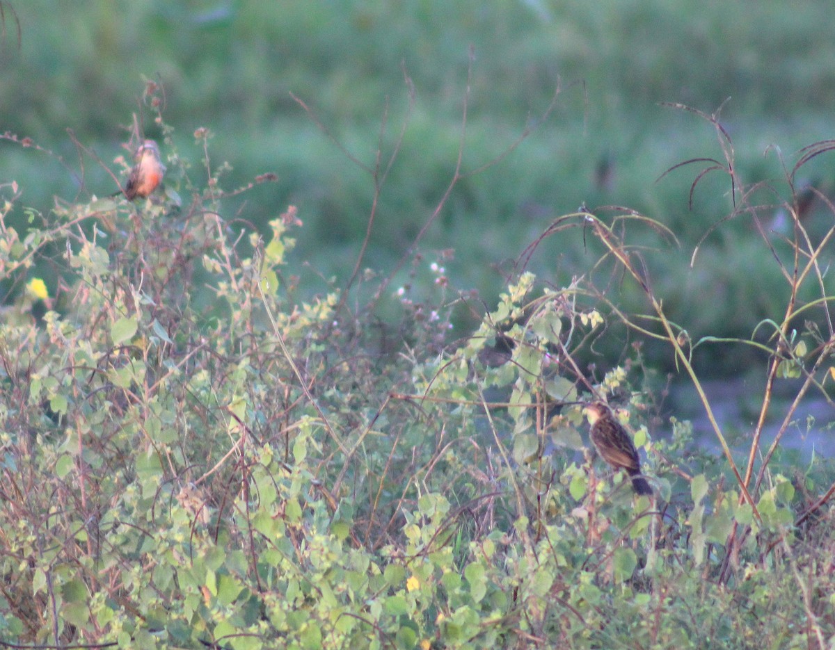 Red-breasted Meadowlark - ML645831544