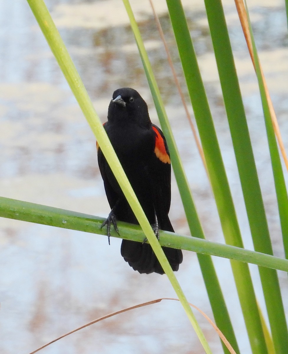 Red-winged Blackbird - ML645831546