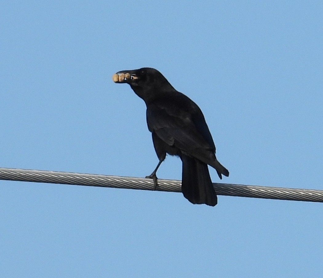 crow sp. - ML645831550