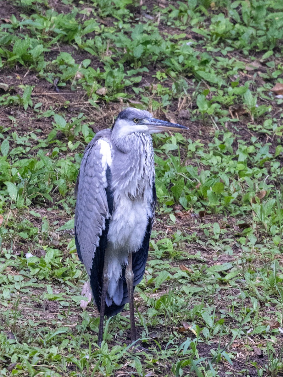 volavka popelavá - ML645831552