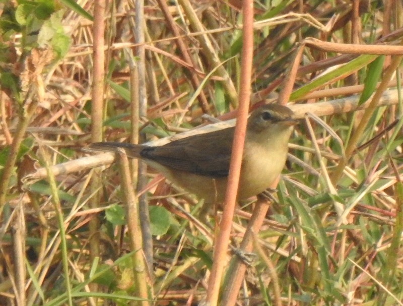 sedmihlásek malý - ML645831558