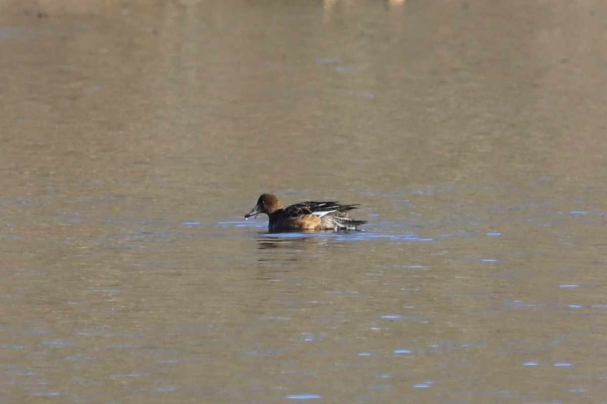 Eurasian Wigeon - ML645831565