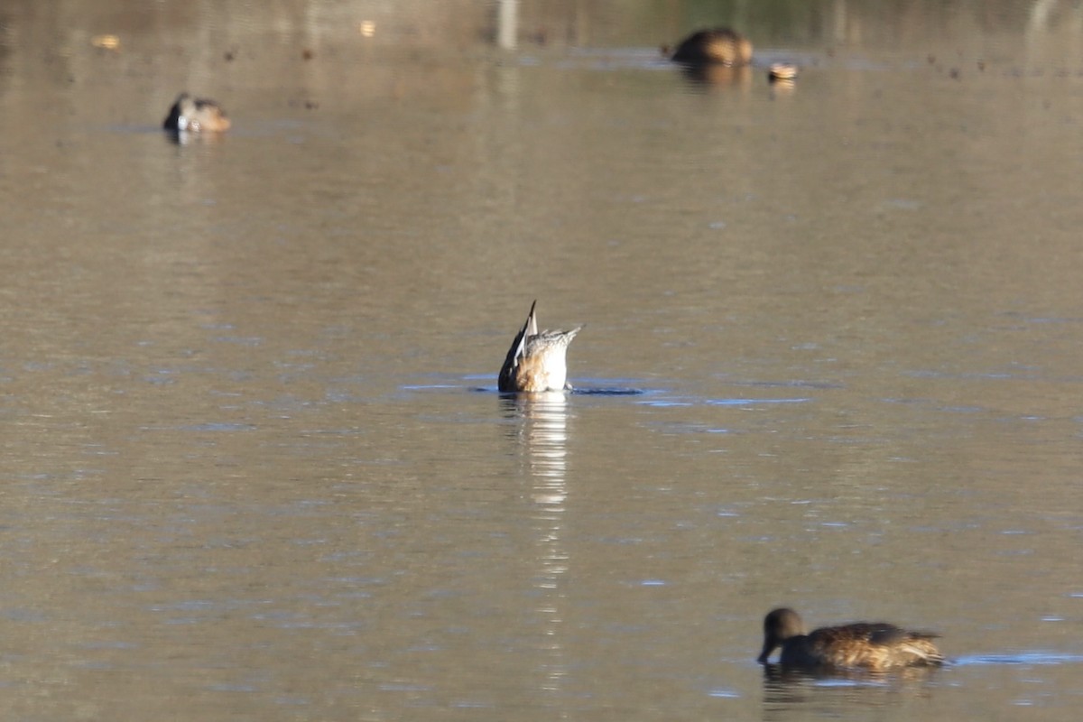 Eurasian Wigeon - ML645831566