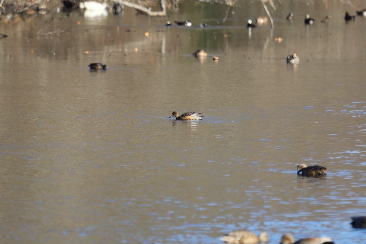 Eurasian Wigeon - ML645831567