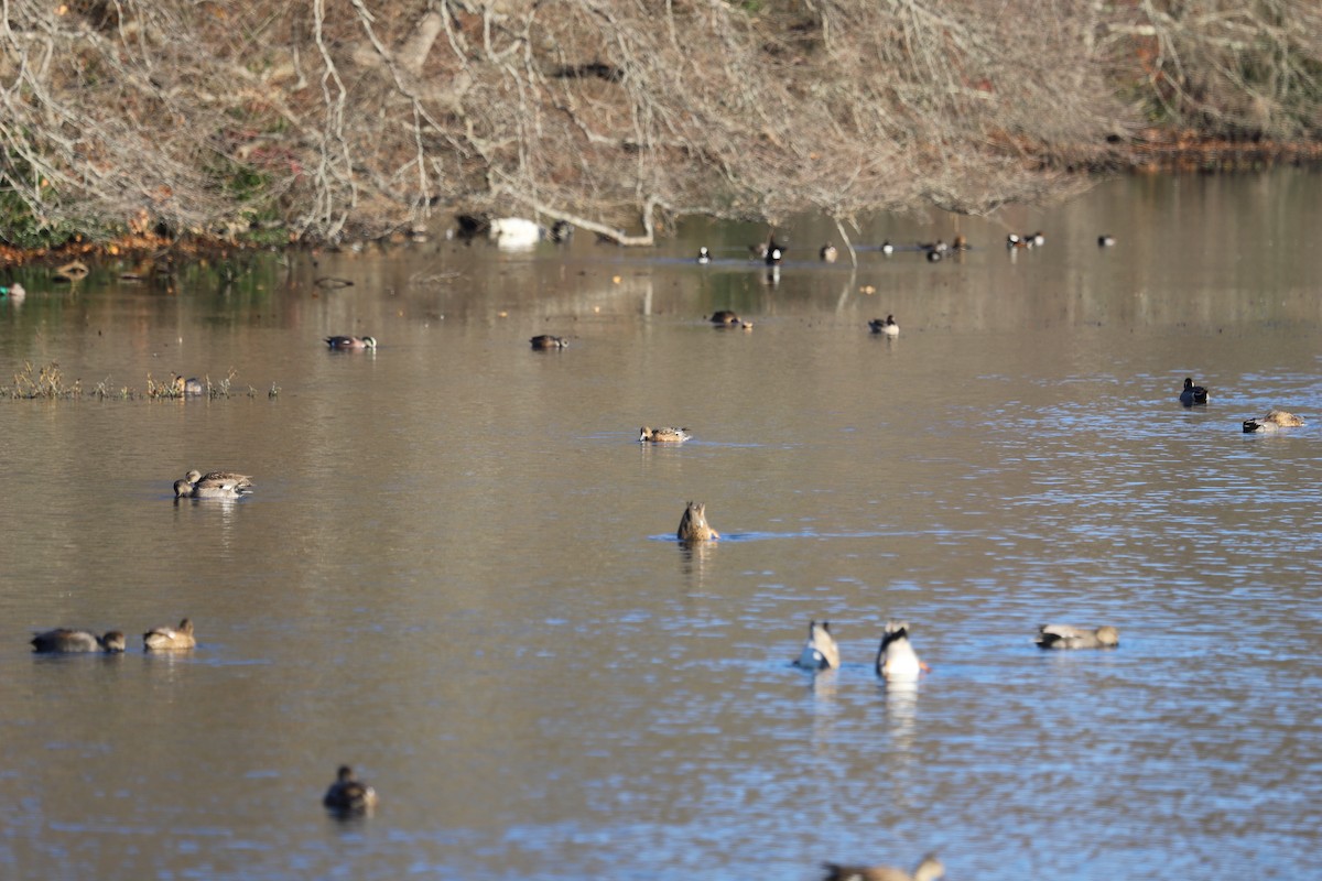 Eurasian Wigeon - ML645831568