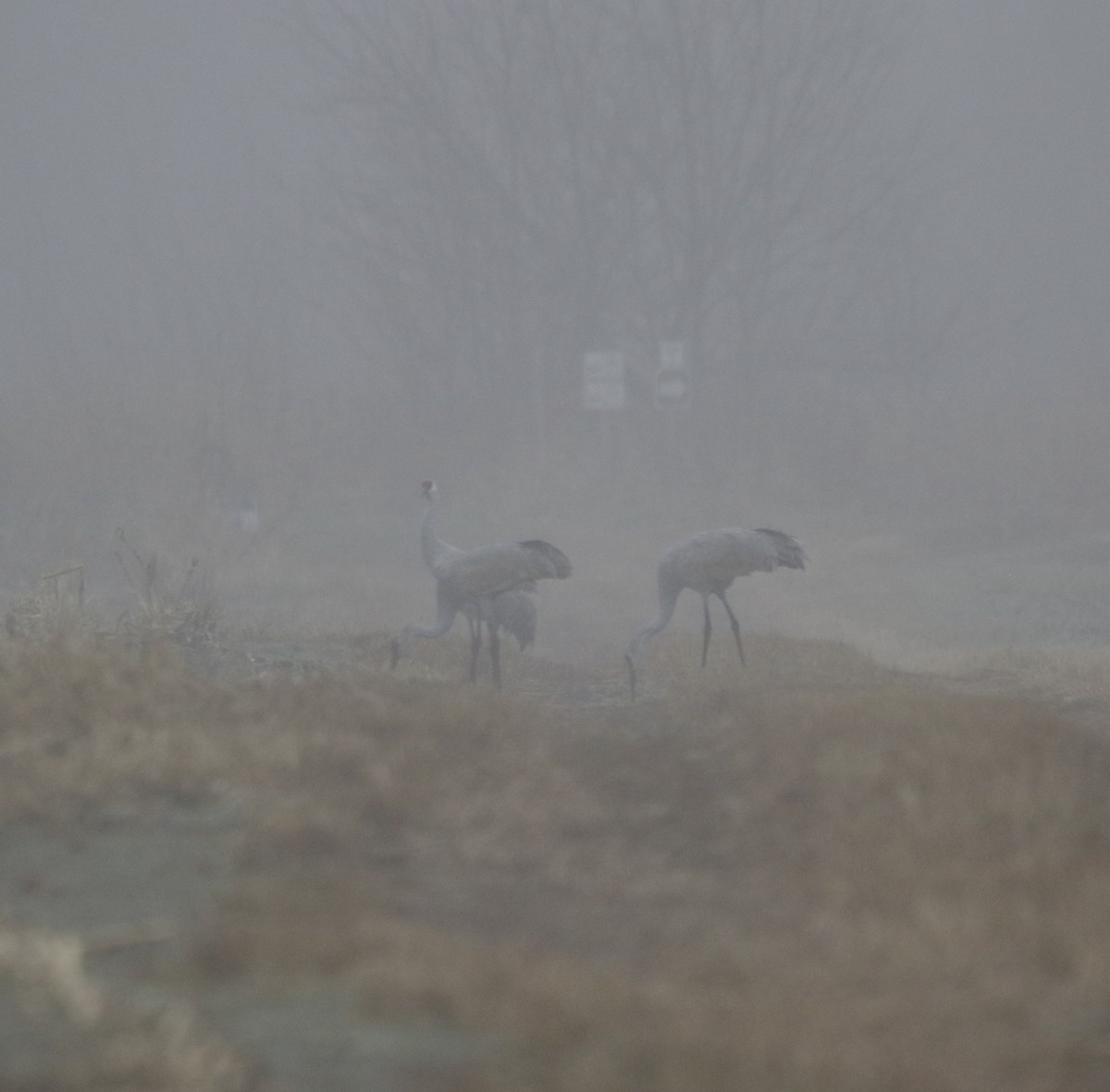 Sandhill Crane - ML645831569