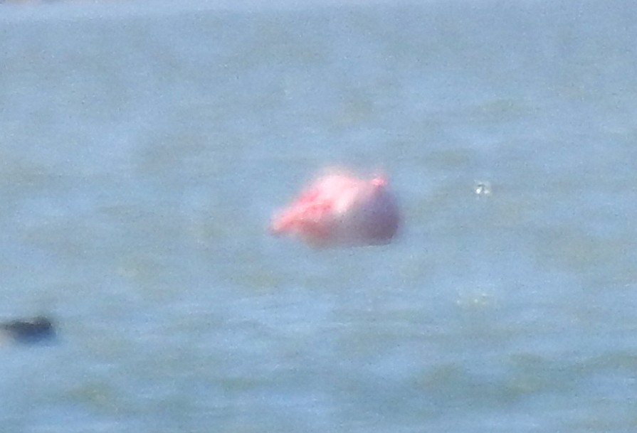 פלמינגו זוטר - ML645831571