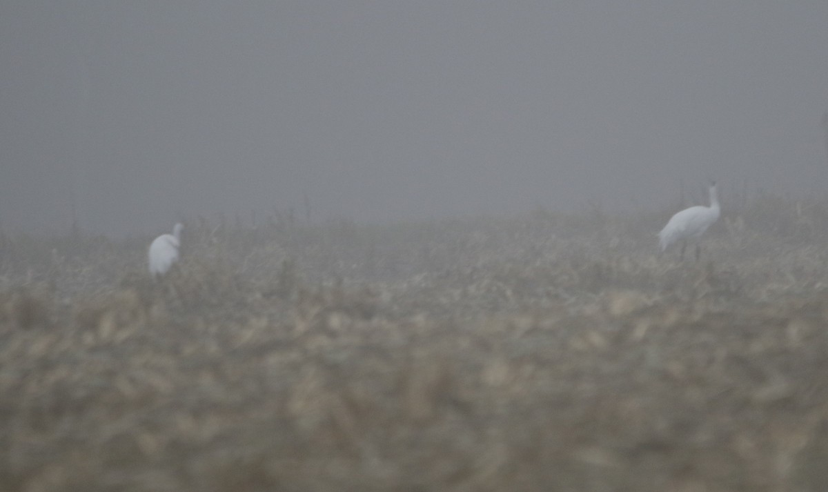 Whooping Crane - ML645831572