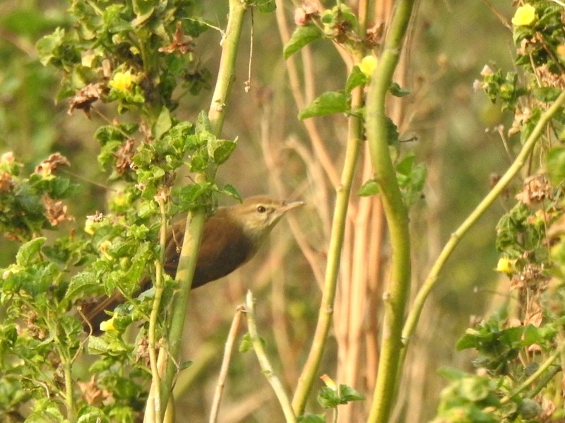 rákosník hlučnohlasý - ML645831575