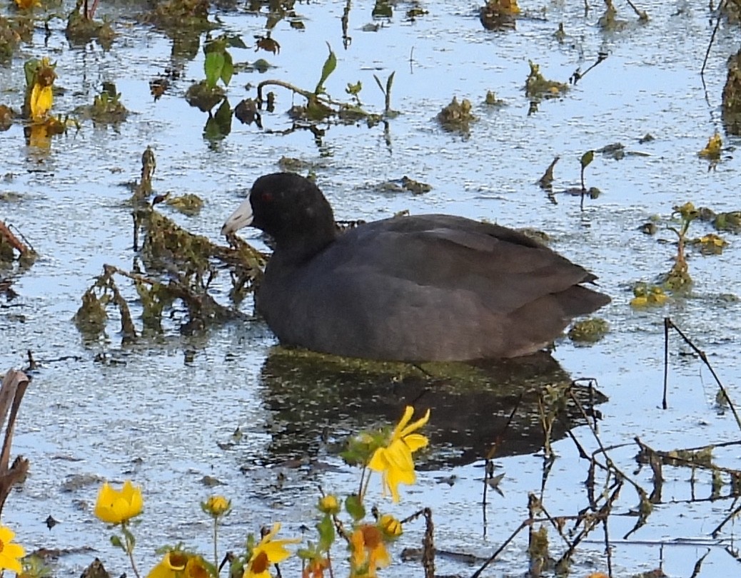 American Coot - ML645831578