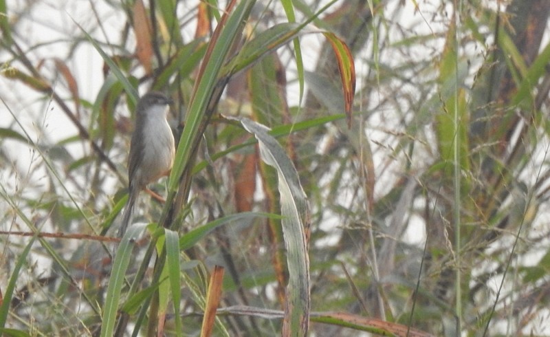 Yellow-eyed Babbler - ML645831581