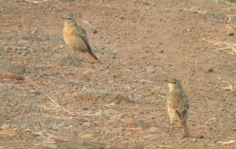 linduška úhorní - ML645831588