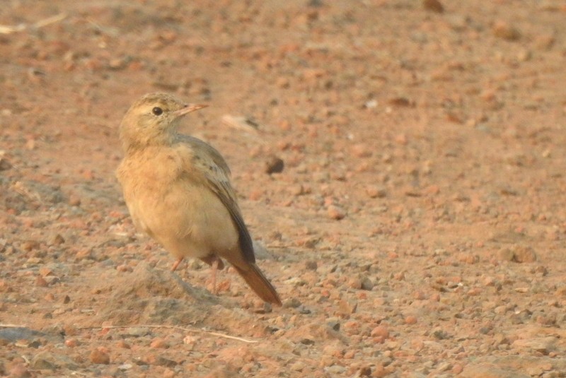 linduška úhorní - ML645831589