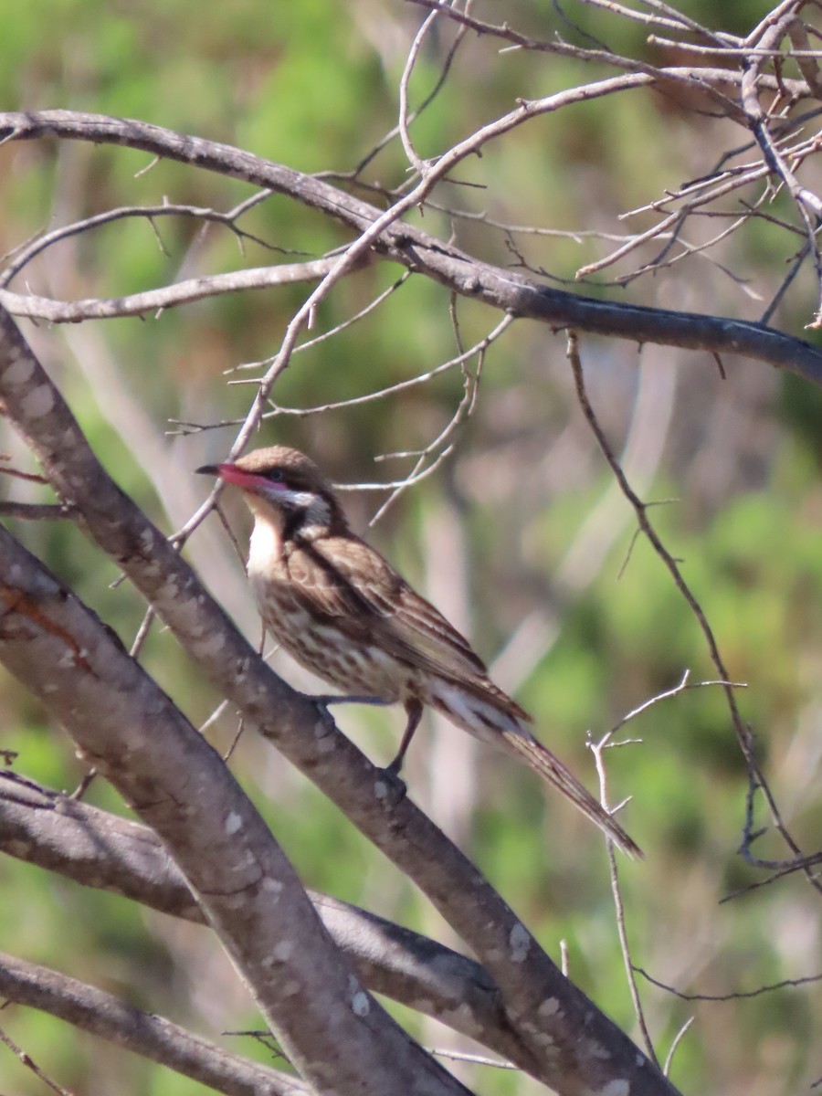 Diken Yanaklı Balkuşu - ML645831590