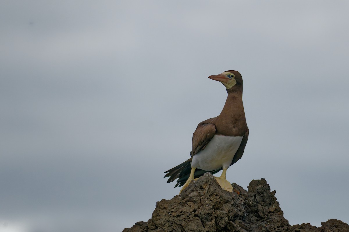 Cocos Booby - ML645831604