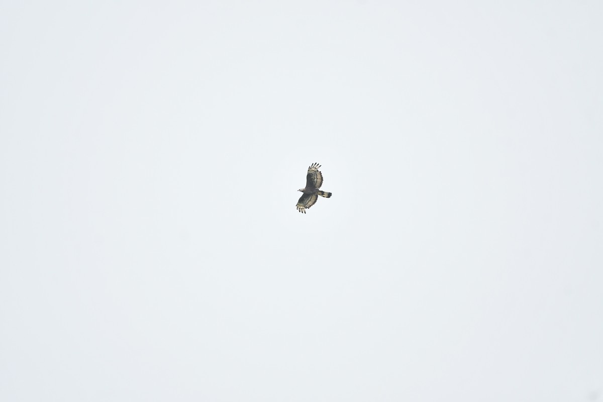 Oriental Honey-buzzard - ML645831620