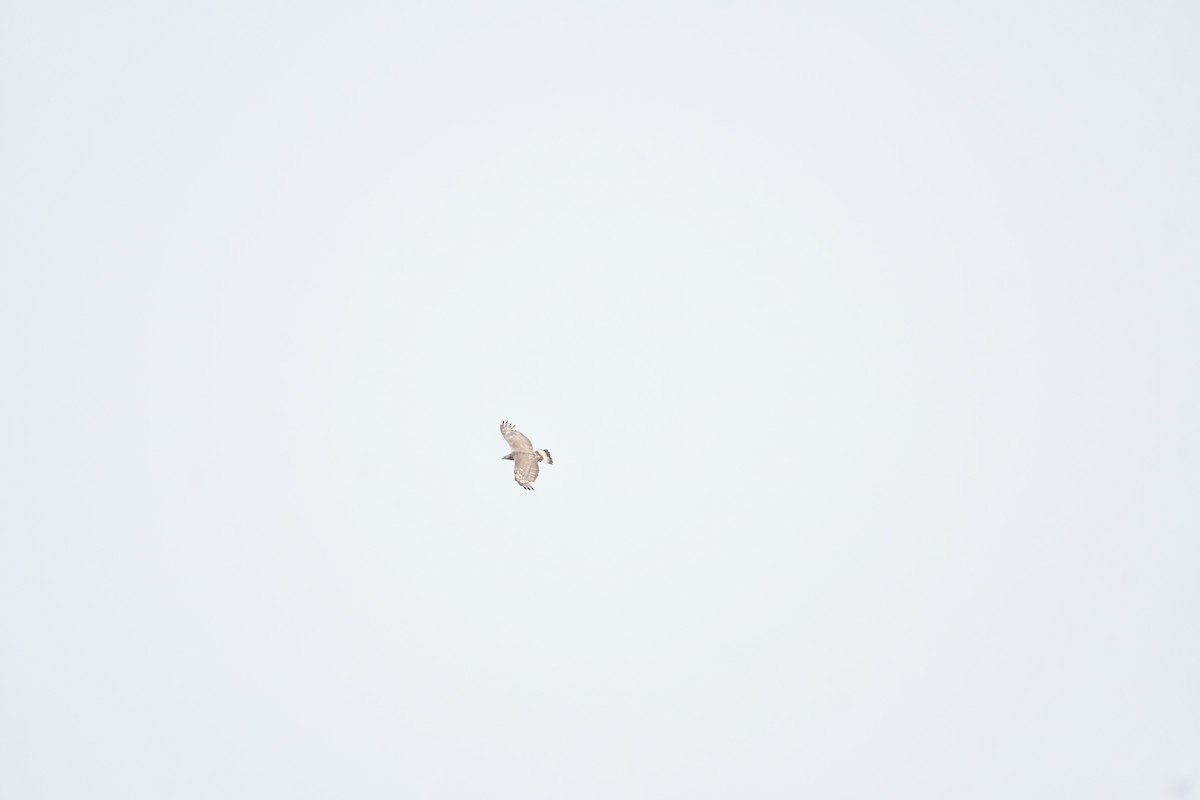 Oriental Honey-buzzard - ML645831621