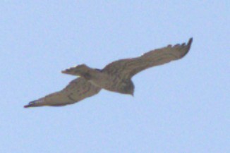 orlík krátkoprstý - ML645831623