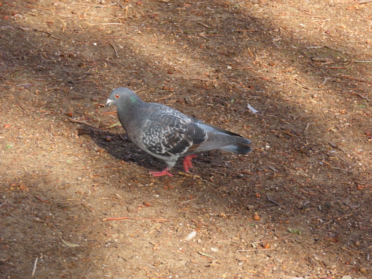 Голуб сизий (міський) - ML645831626
