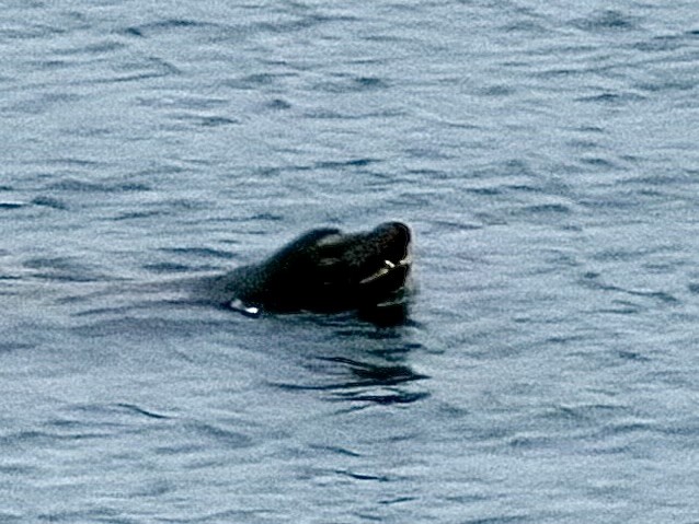 California Sea Lion - ML645831627