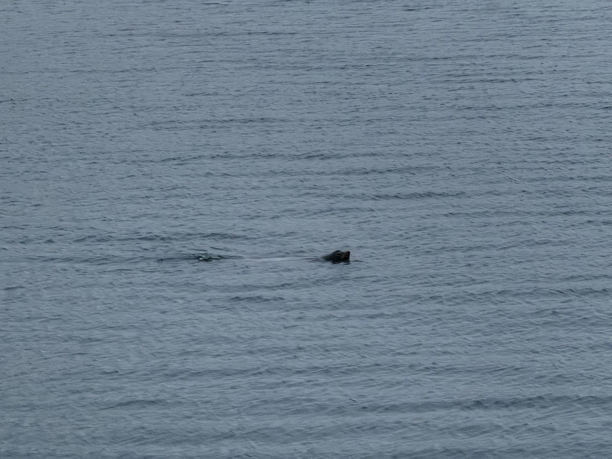 California Sea Lion - ML645831628