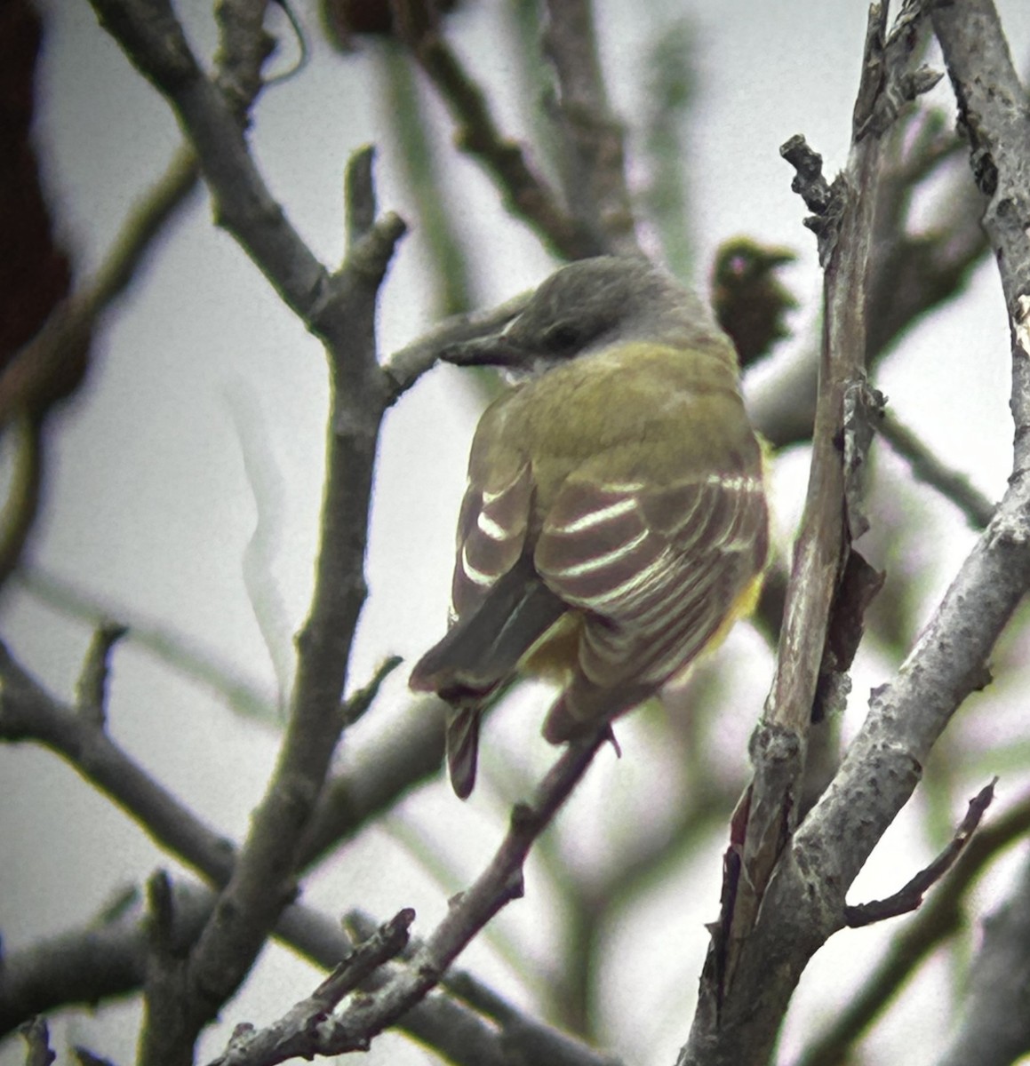 Batı Tiranı - ML645831630