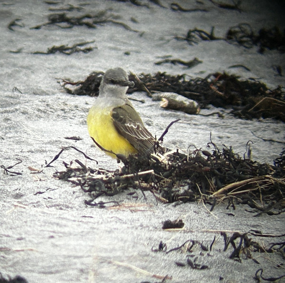 Batı Tiranı - ML645831631