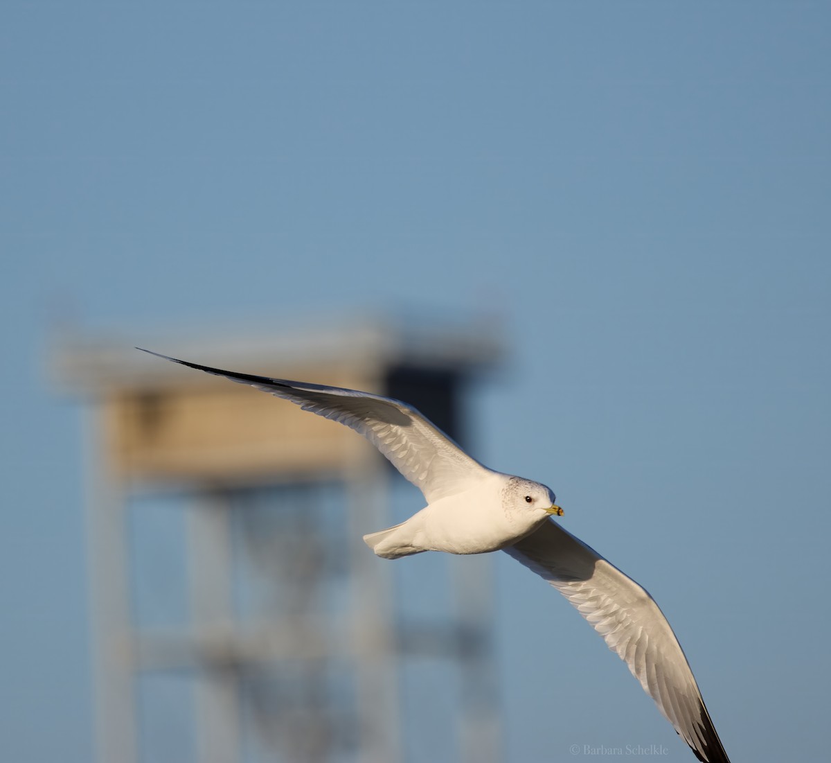 Мартин сивий - ML645831632