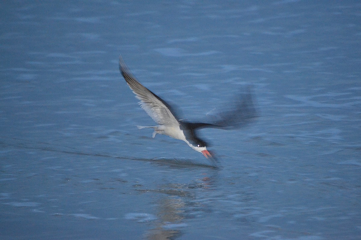 Водоріз американський - ML645831633